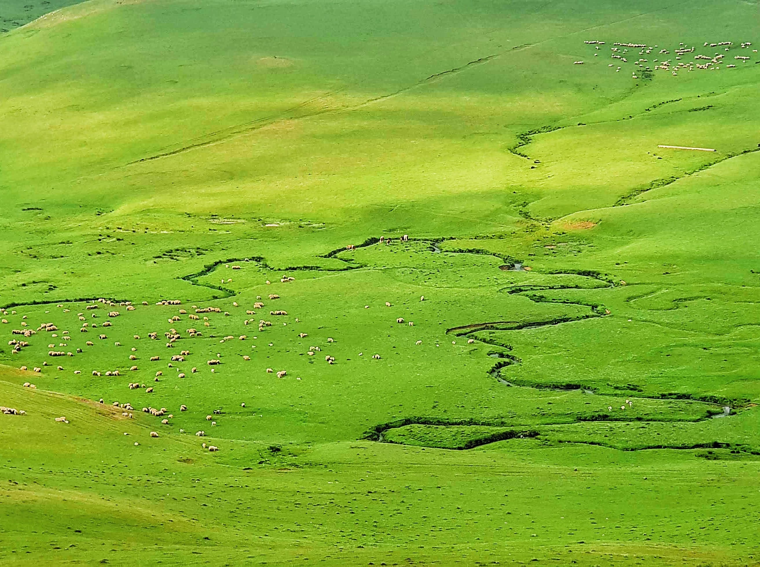 Ordu perşembe yaylası